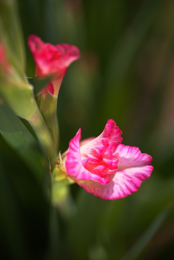 Hot Pink Gladiolus and Bud by Joy Watson